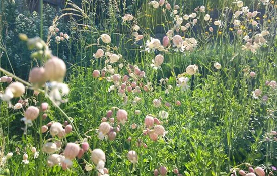 Silene vulgaris Silene vulgaris