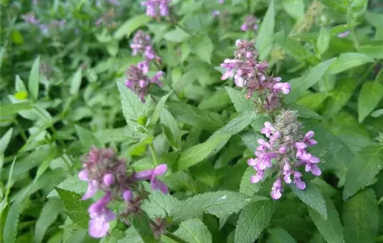 Stachys palustris