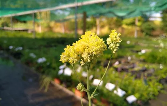 Thalictrum flavum ssp. glaucum Thalictrum flavum ssp. glaucum