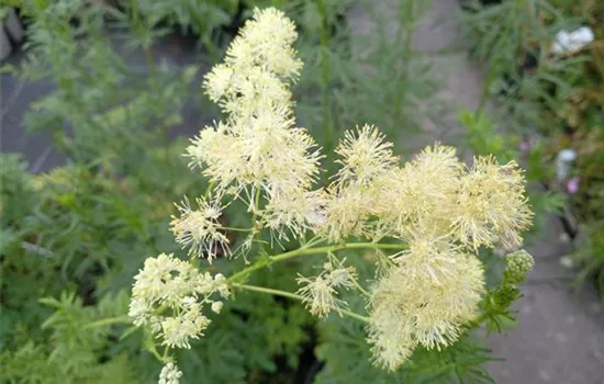 Thalictrum lucidum Thalictrum lucidum