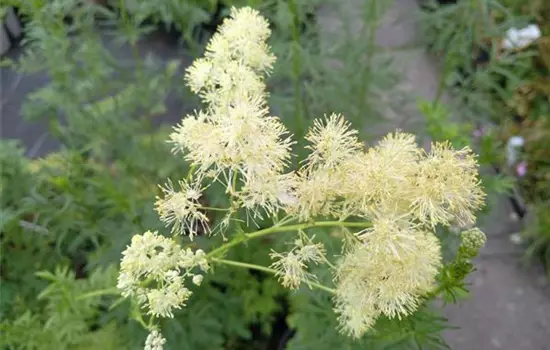 Thalictrum lucidum