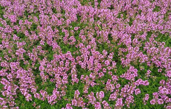 Thymus pulegioides
