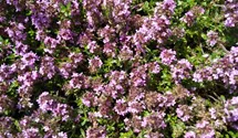Sand-Thymian BIO