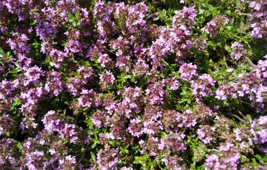 Thymus serpyllum