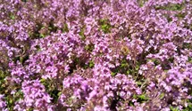 Sand-Thymian BIO