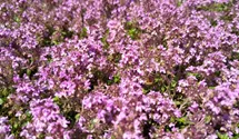 Sand-Thymian BIO