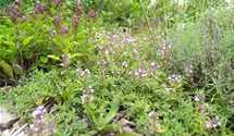 Sand-Thymian BIO
