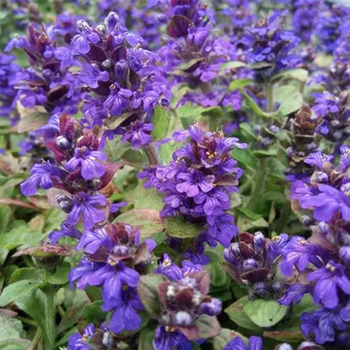 Ajuga reptans*