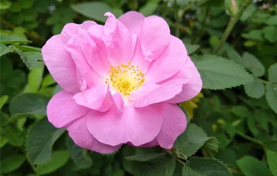 Rosa villosa Duplex Rosa villosa Duplex