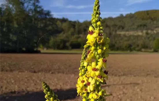 Verbascum nigrum