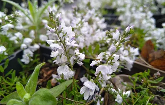Veronica prostrata Alba