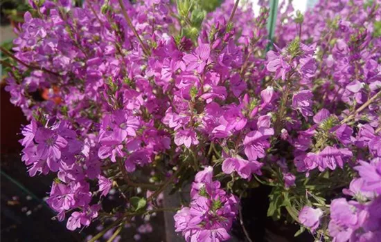 Veronica prostrata Mrs. Holt Veronica prostrata Mrs. Holt