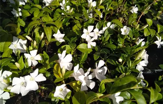 Vinca minor Gertrude Jekyll
