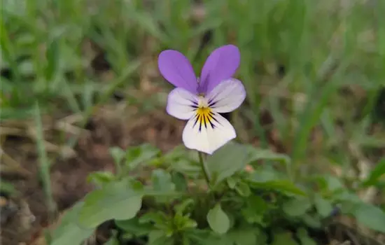 Viola tricolor