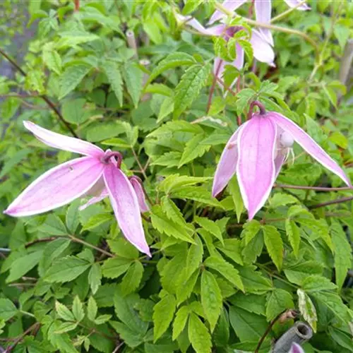 Clematis alpina Willy*