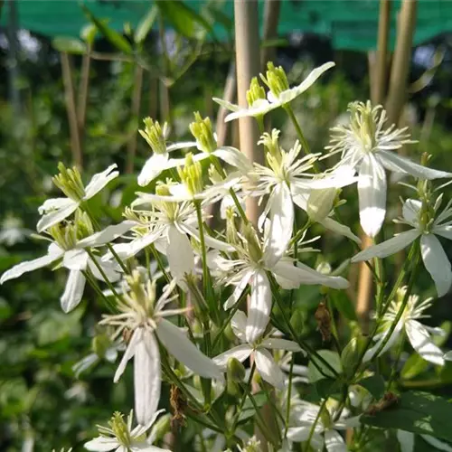 Clematis flammula*