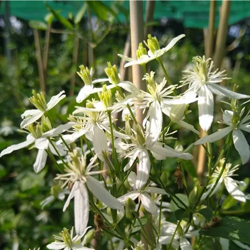 Clematis flammula*