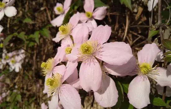 Clematis montana Rubens