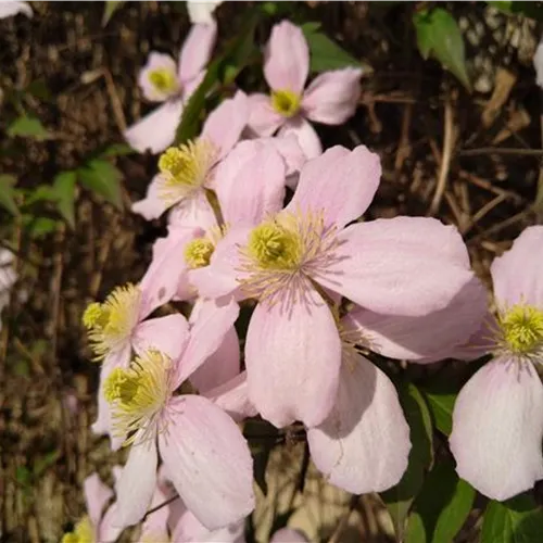 Clematis montana Rubens