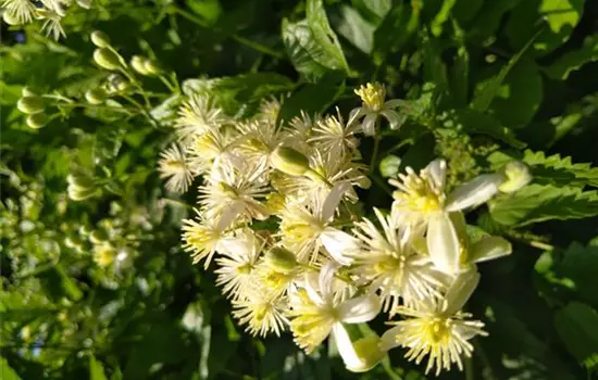 Clematis vitalba