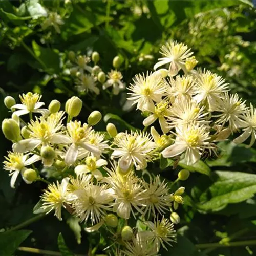 Clematis vitalba* Clematis vitalba*