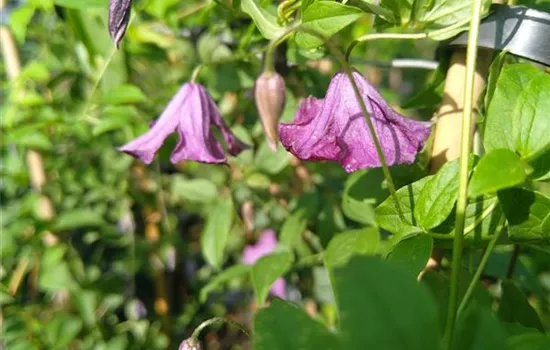 Clematis viticella