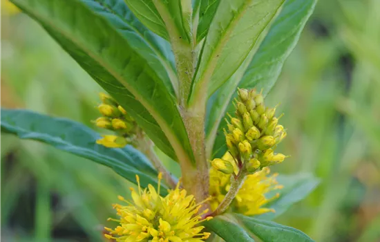 Lysimachia thyrsiflora Lysimachia thyrsiflora