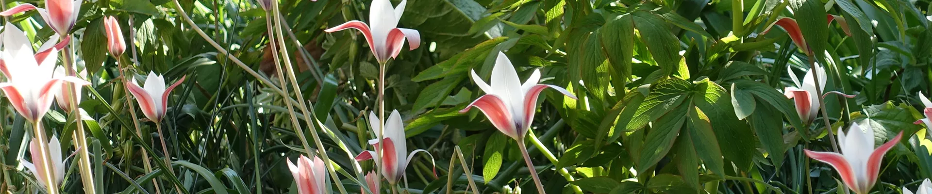 Tulipa clusiana (2)-0-570-5472-3078