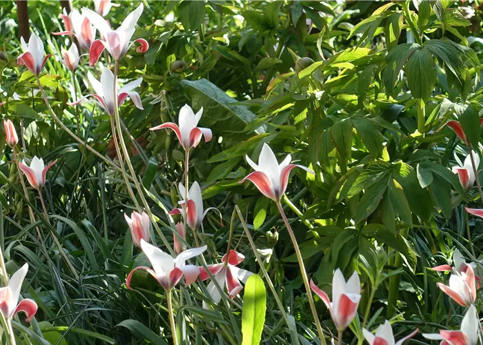 Blumenzwiebel-Pakete