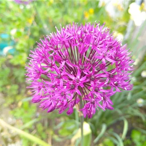 Allium christophii*, 10 St. Allium christophii*, 10 St.