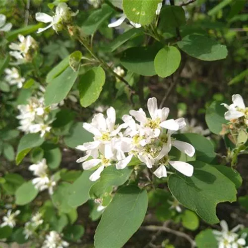 Amelanchier ovalis var.pumila (Helvetica)°