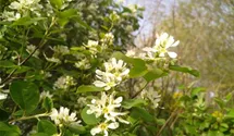 Gewöhnl. Felsenbirne BIO