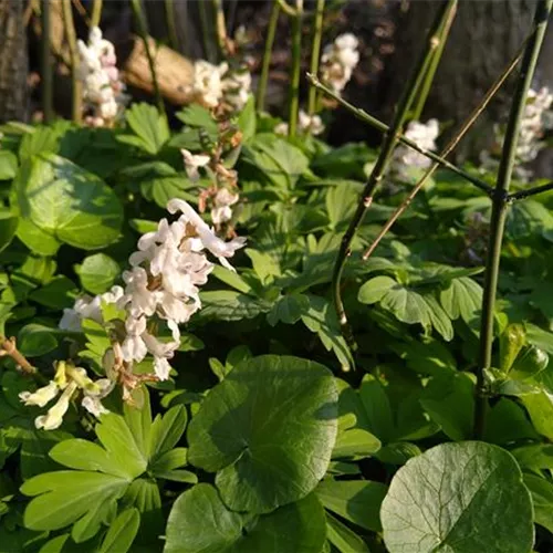 Corydalis bulbosa (cava) Alba*, 1 St. Corydalis bulbosa (cava) Alba*, 1 St.