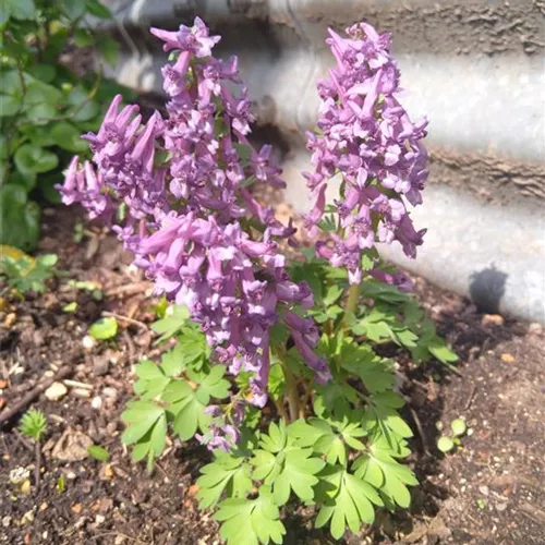 Corydalis bulbosa (cava)*, 1St.
