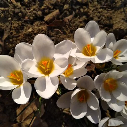 Crocus biflorus Miss Vain*, 20 St. Crocus biflorus Miss Vain*, 20 St.