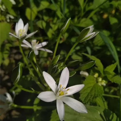 Ornithogalum umbellatum*, 20 St.