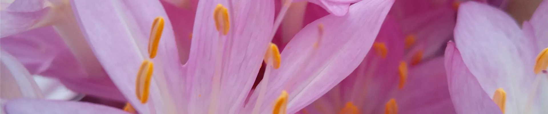 Colchicum cicillium 2023 (2)-0-695-3024-3024 Colchicum cicillium 2023 (2)-0-695-3024-3024