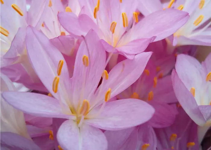Blumenzwiebeln