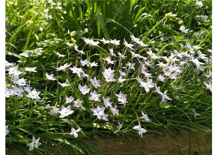 Blumenzwiebeln für einen Bunten Frühling! Wieder da so lange der Vorrat reicht!  Blumenzwiebeln für einen Bunten Frühling! Wieder da so lange der Vorrat reicht!