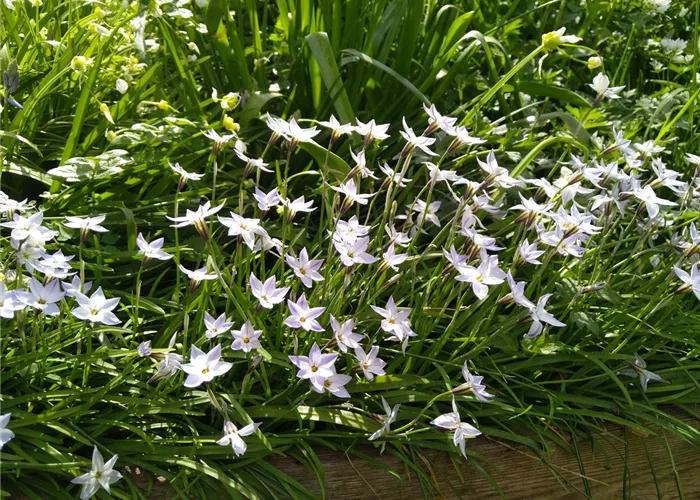 Blumenzwiebeln für einen Bunten Frühling! Wieder da so lange der Vorrat reicht!  Blumenzwiebeln für einen Bunten Frühling! Wieder da so lange der Vorrat reicht!
