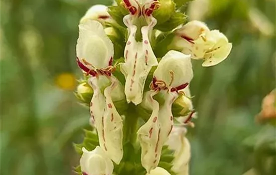 Stachys recta Stachys recta