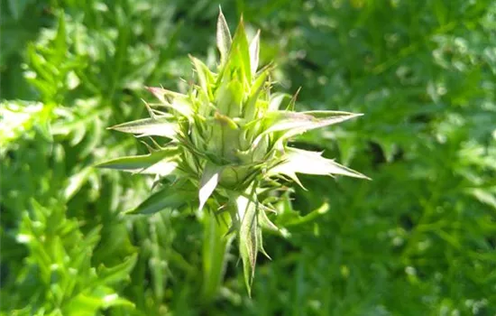 Acanthus spinosus Acanthus spinosus