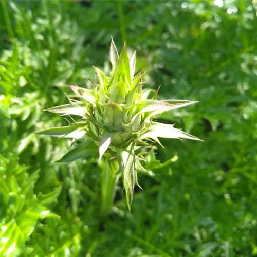 Acanthus spinosus