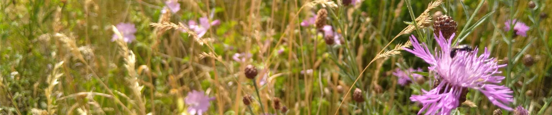 Wiese am Kreisel 2 (6)-0-608-4032-2268 Wiese am Kreisel 2 (6)-0-608-4032-2268