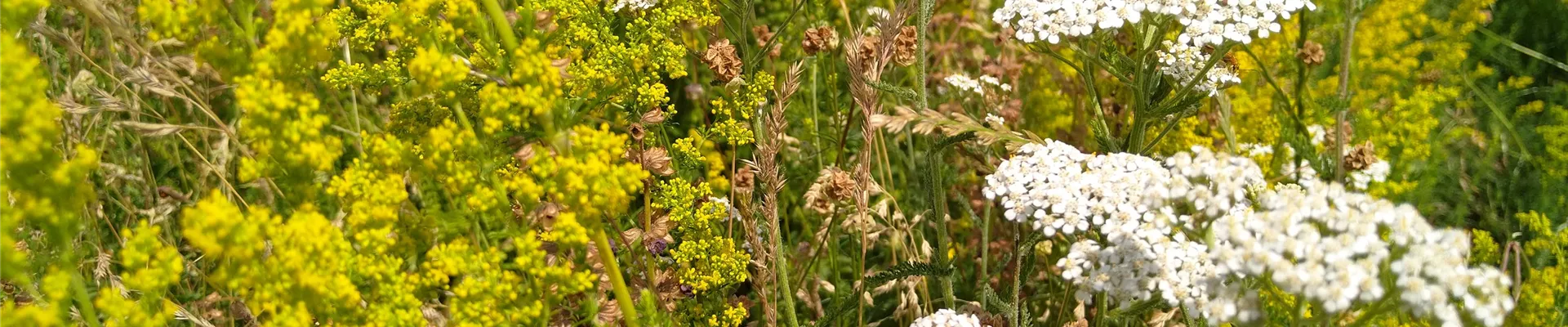 Wiese am Kreisel (15)-0-399-4032-2268