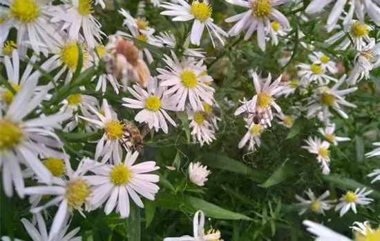 Aster dumosus Kristina
