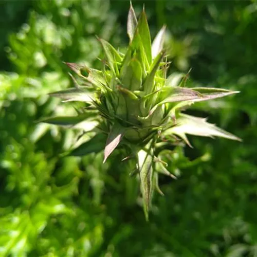Acanthus hungaricus
