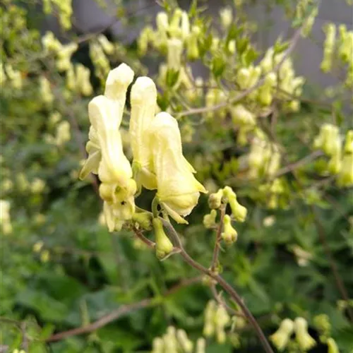 Aconitum lycoctonum ssp.vulparia*