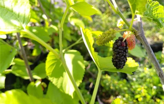 Morus nigra Wellington