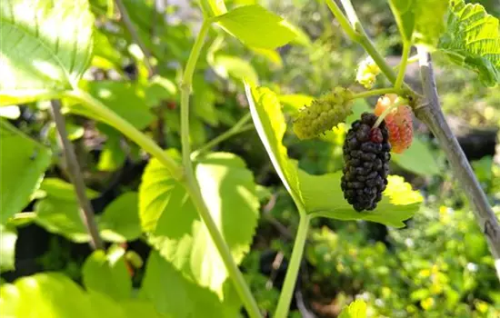 Morus nigra Wellington